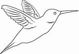 Hummingbird Coloring Clip Line Sweetclipart sketch template