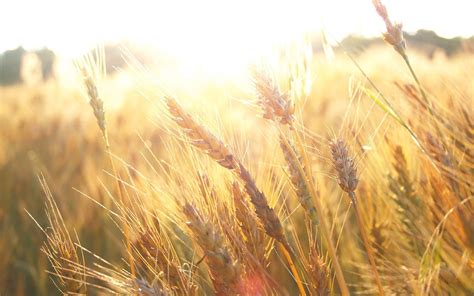 field wheatfield  photo  pixabay