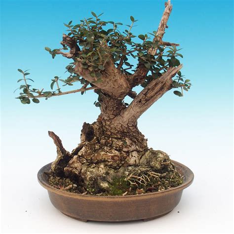 e bonsai zimmer bonsai olea europaea sylvestris olivgrüne europäische bazillen