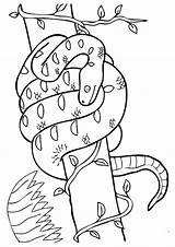 Coloring Pages Snake Boa Lives Trees Constrictor Animals Coloringbay Cobra Books Choose Board sketch template