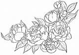 Flower Peony Line Drawing Template sketch template