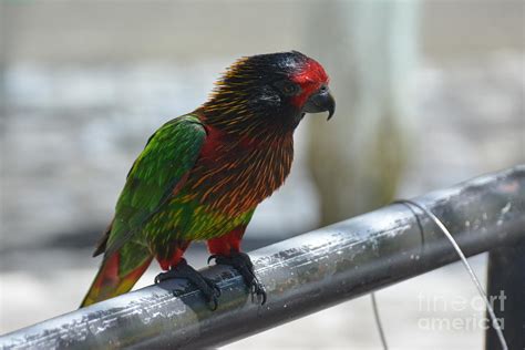 bad ass looking lory photograph by don columbus