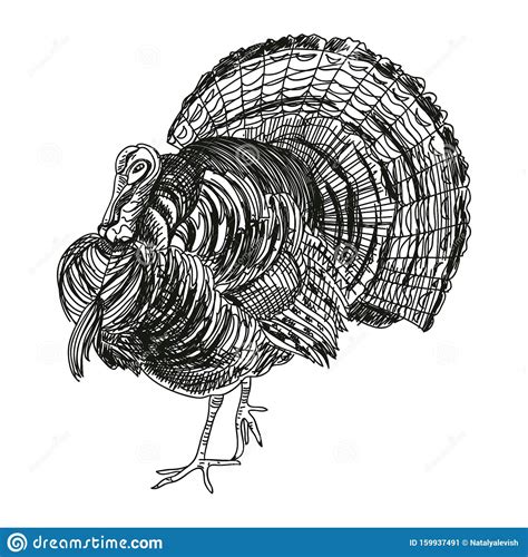 turkey hand drawn vector illustration stock vector illustration of