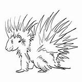 Coloring Pages Quill Porcupine Getdrawings sketch template