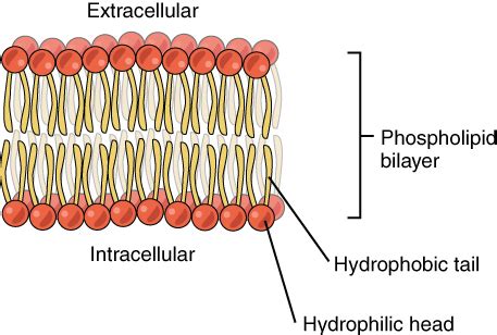 lipid molecules phospholipids biology libretexts