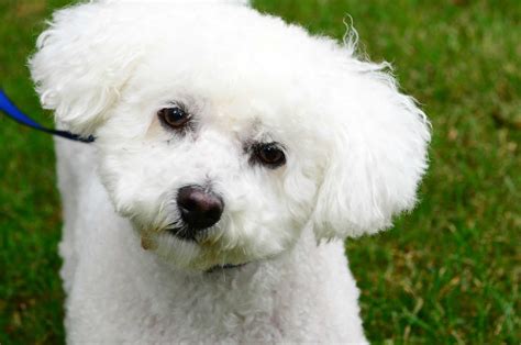 bichon frise dog breed pictures  images