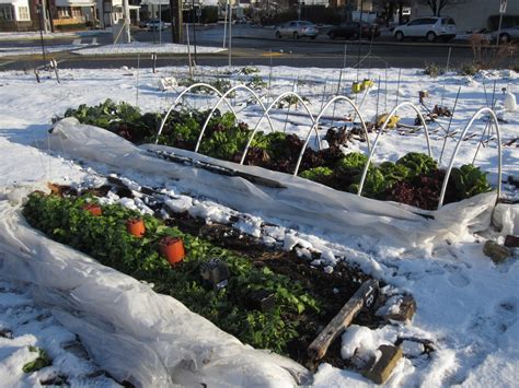 winter gardening tips  winter crops  cold hardy varieties eat tomorrow blog