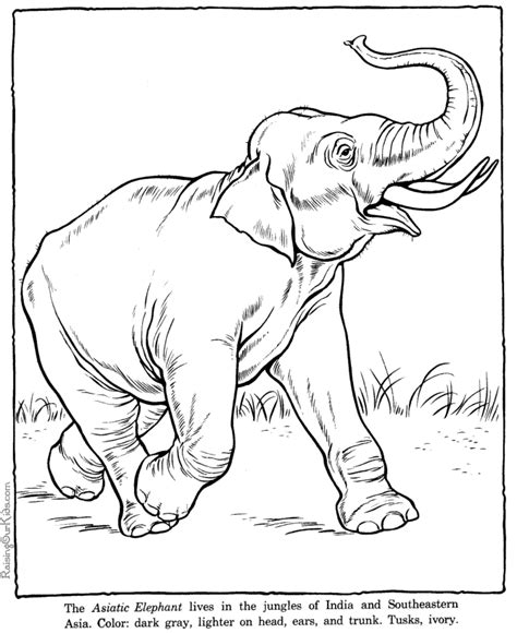 masami lauman  elephant coloring pages  kids