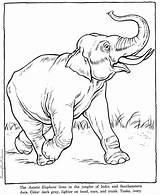 Coloring Elephant Pages Zoo Animal Animals sketch template
