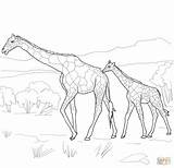 Coloring Giraffe Baby Pages Mother Drawing Animals Realistic Adults Mom Printable Moms Color Kids Print Easy Giraffes Cute Getdrawings Supercoloring sketch template