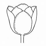 Clipart Tulip Outline Drawing Flower Cliparts Line Collection Clip Woodware Library X3 Stamps Clear Craft Designs sketch template