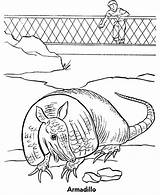 Coloring Zoo Armadillo Exhibit Pages Animal Designlooter Animals Honkingdonkey sketch template