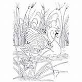 Swan Coloring Trumpeter Designlooter Poultry Colouring Animals Face Books Print Pages 230px sketch template