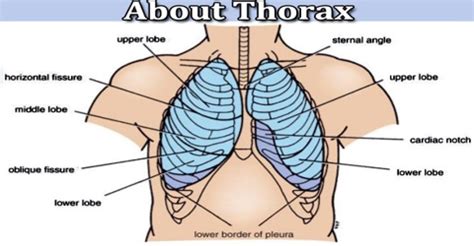 thorax assignment point