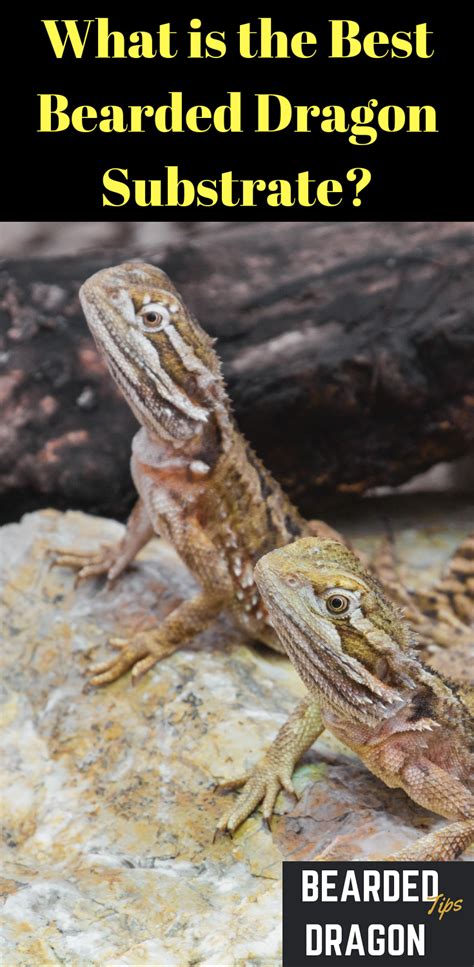 learn    substrate    bearded dragon   post