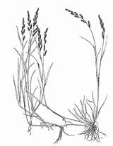 Drawing Rice Plant Echinochloa Colona Template Sketch sketch template