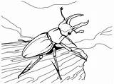 Coloring Pages Bug Insect sketch template
