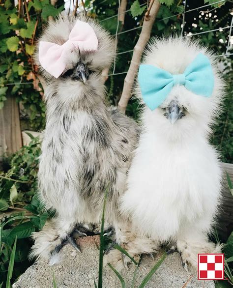 smile  fashionable silkies photo  purina poultry facebook fan katie