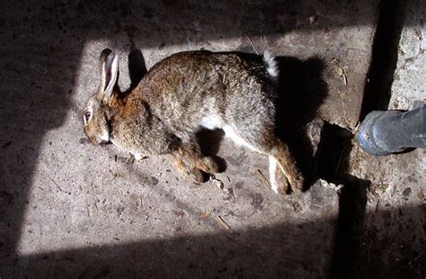 dead rabbit    dead rabbit   shed   years joe shellard flickr