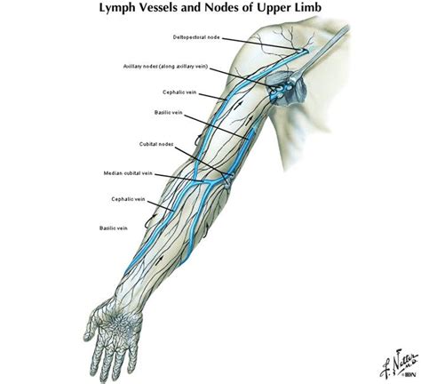 lymph vessels  nodes  upper limb lymph vessels limb medical