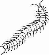 Centipede Coloring Clipart Drawing Bug Insect Pages Insects Creepy Cliparts Tattoo Primarygames Simple Crawlies Drawings Tattoos Bugs Outline Clip Centipedes sketch template