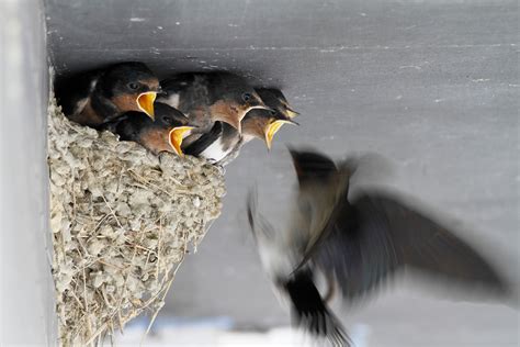 Canon Bird Branch Project Biodiversity Initiatives Bird Photo Guide