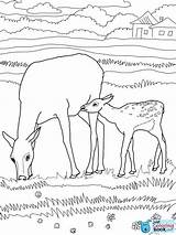 Deers sketch template