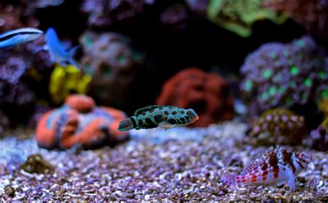 spotted mandarin fish