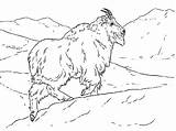 Mountain Goat Coloring Climbing Pages Hill Goats Color Rocky Colorluna Choose Board Luna sketch template