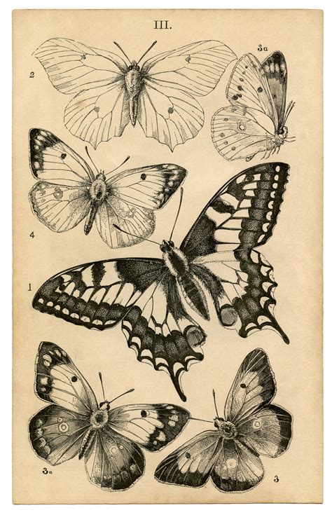 pics  butterfly print