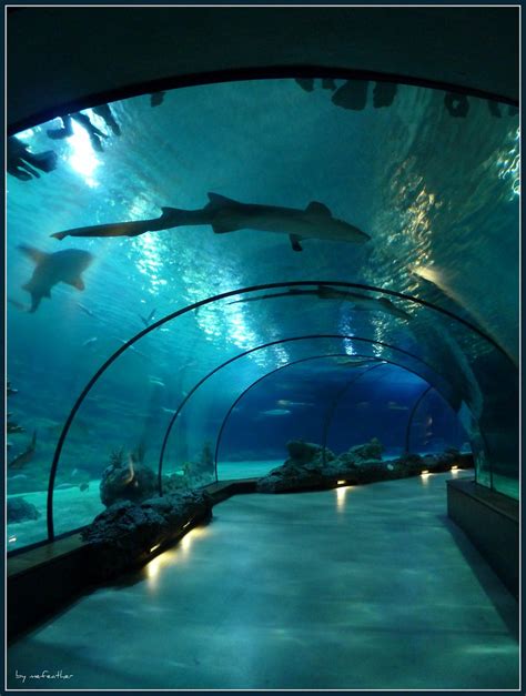 oceanium de tunnel  het oceanium van blijdorp  tunne flickr