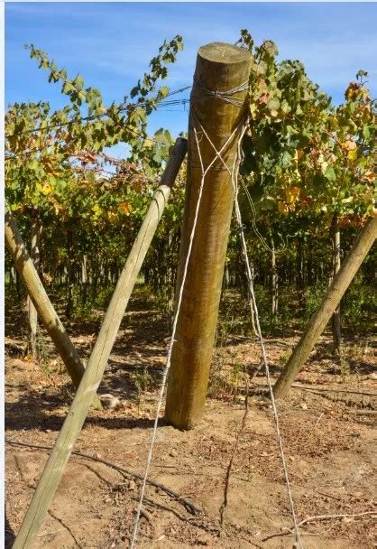 agricultural poles farm poles impregnated cca buy impregnated wooden poles ccavineyard