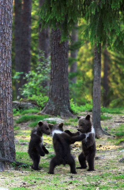 Photographer Discovers Three Dancing Bear Cubs Having Fun In Finnish