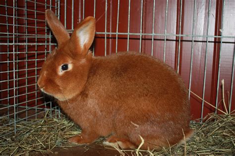 pin  rabbit breeds  care