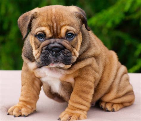 english bulldog puppies  sale  texas facebook matthewmcewen