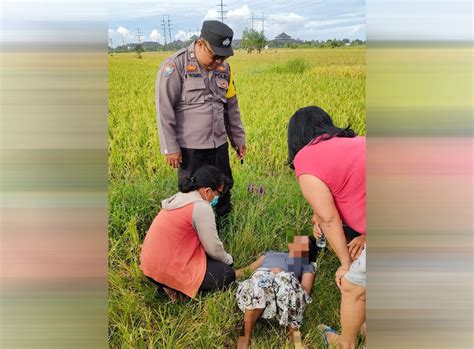 Waduh Warga Mengwi Temukan Gadis Mabuk Tergeletak Di Pinggir Sawah
