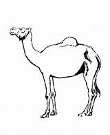 Camel Coloring Pages Wild Domestic Kids Animals Drawing Animal Clipart Cartoon Printable Colouring Camels Cliparts Clip Sheets Color Print Library sketch template