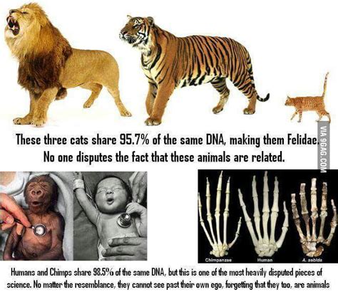 human dna sequences are over 95 identical to chimpanzee sequences and