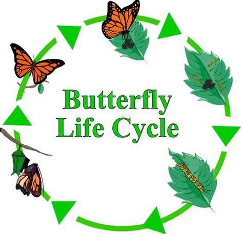 credits butterflies cycle
