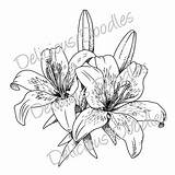 Lily Drawing Flower Tiger Tattoo Stargazer Line Tattoos Drawings Lilies Sketch Easter Lillies Coloring Sketches Draw Outline Painting Jagua Flowers sketch template