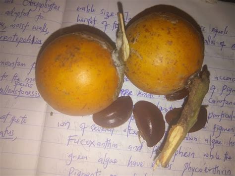 5 unbelievable health benefits of african cherry agbalumo udara