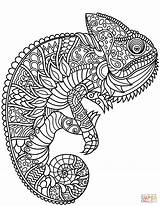 Coloring Pages Zentangle Adult Chameleon Supercoloring Template sketch template