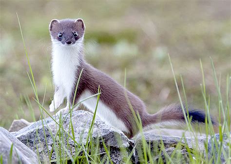 granted  stoat eradication project  orcadian