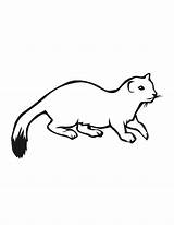 Ermine Coloring Pages Clipart Print Cliparts Designlooter 792px 08kb Library Clipground Codes Insertion sketch template