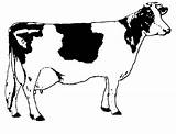 Mucche Vacas Stampare sketch template