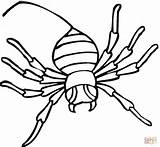 Spider Coloring Pages Widow Printable Kids Clipart sketch template