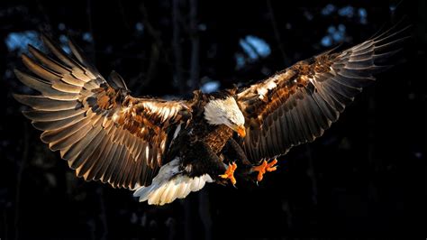 eagle hd quality wallpaper pictures myweb