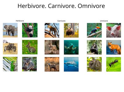 herbivore carnivore  omnivore montessori sorting etsy