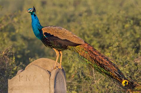 indian peafowl pavo cristatus birds  gujarat
