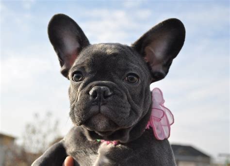 youre   aware  french bulldogs bat ears